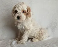 Dixie F1B, a female Miniature Goldendoodle for sale in Oldtown, MD – Photo 2 of 5