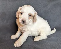 Dixie F1B, a female Miniature Goldendoodle for sale in Oldtown, MD – Photo 3 of 5