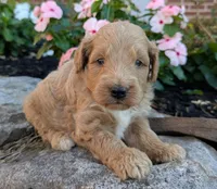 Prince F1B, a male Miniature Goldendoodle for sale in Oldtown, MD – 2 of 5
