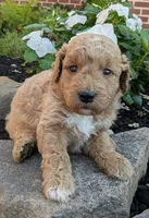 Penny F1B, a female Miniature Goldendoodle for sale in Oldtown, MD – 2 of 6