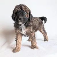 Diesel F1B, a male Miniature Goldendoodle for sale in Oldtown, MD – Photo 3 of 6