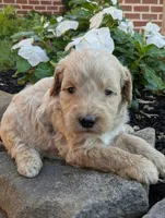 Preston F1B, a male Miniature Goldendoodle for sale in Oldtown, MD – 1 of 6