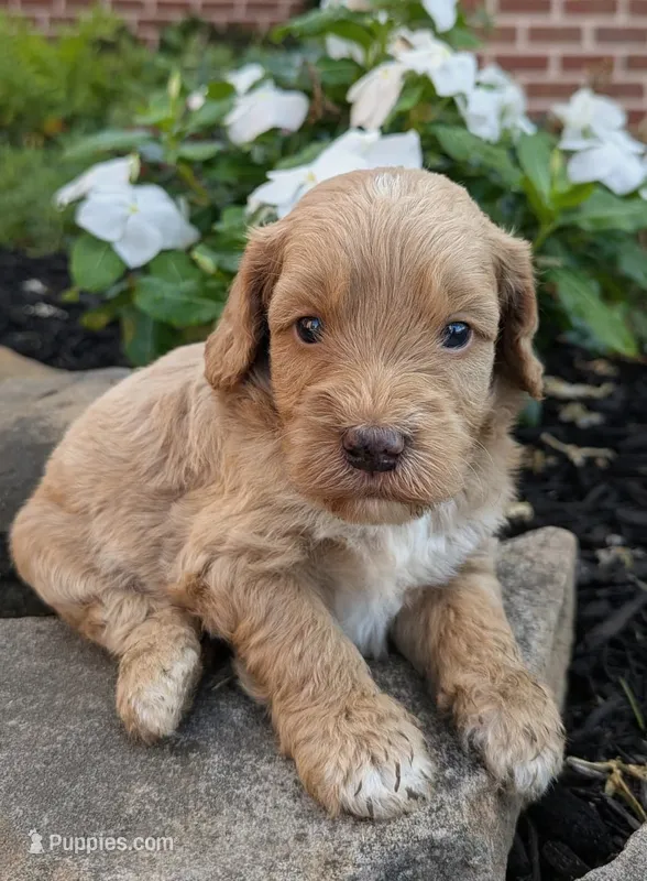 Percy F1B – Miniature Goldendoodle puppy for sale in Oldtown, MD