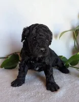 Della F1B, a female Cockapoo for sale in Oldtown, MD – 2 of 5