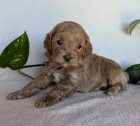 Dexter F1B, a male Cockapoo for sale in Oldtown, MD – 2 of 6