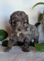 Dolly F1B, a female Cockapoo for sale in Oldtown, MD – 2 of 6