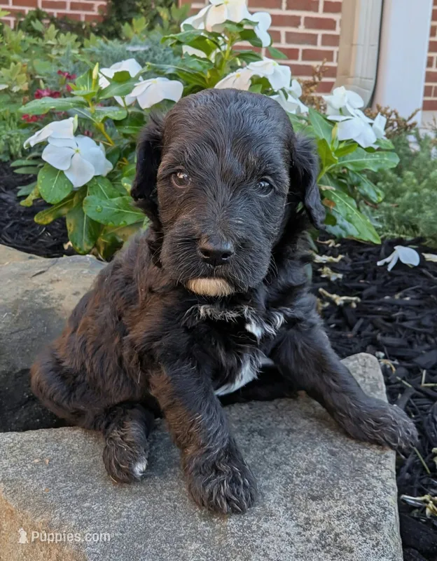 Pepper F1B – Miniature Goldendoodle puppy for sale in Oldtown, MD