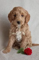 Diva F1B, a female Miniature Goldendoodle for sale in Oldtown, MD – Photo 1 of 5