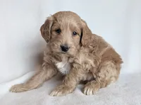 Diva F1B, a female Miniature Goldendoodle for sale in Oldtown, MD – Photo 3 of 5
