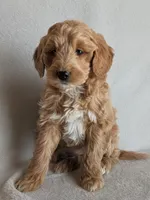 Diva F1B, a female Miniature Goldendoodle for sale in Oldtown, MD – Photo 2 of 5
