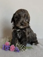 Blossom, a female Cockapoo for sale in Oldtown, MD – 1 of 5