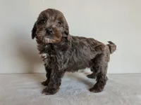 Blossom, a female Cockapoo for sale in Oldtown, MD – 2 of 5