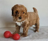 Bentley, a male Cockapoo for sale in Oldtown, MD – 1 of 5