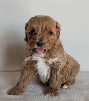 Bentley, a male Cockapoo for sale in Oldtown, MD – 2 of 5