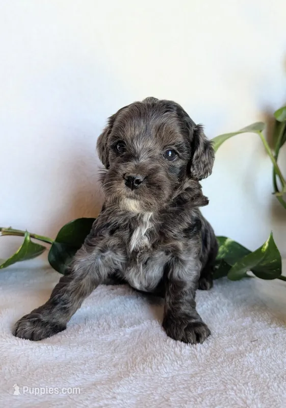 Dixie F1B – Cockapoo puppy for sale in Oldtown, MD
