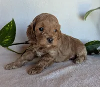 Dexter F1B, a male Cockapoo for sale in Oldtown, MD – 3 of 6