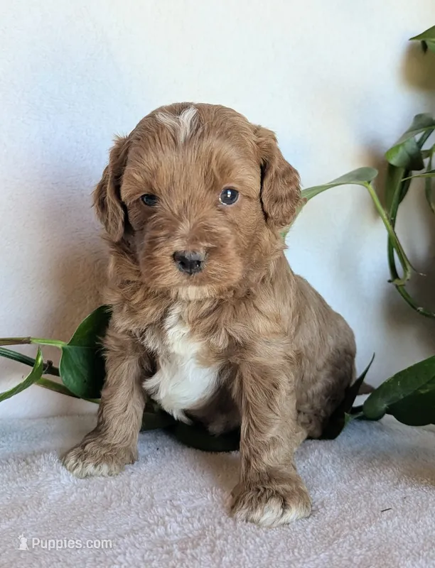 Duke – Cockapoo puppy for sale in Oldtown, MD