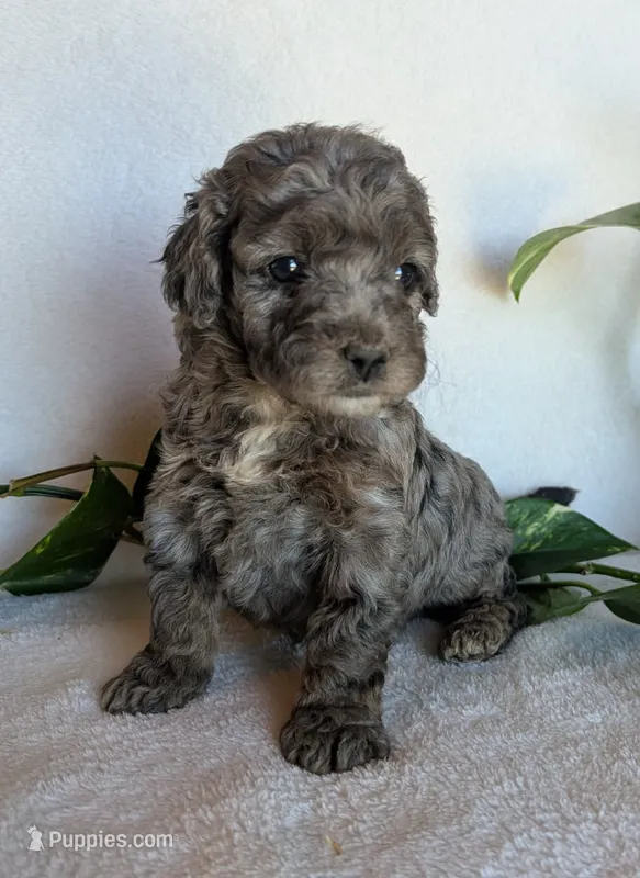 Dolly F1B – Cockapoo puppy for sale in Oldtown, MD