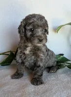 Dolly F1B, a female Cockapoo for sale in Oldtown, MD – 1 of 6