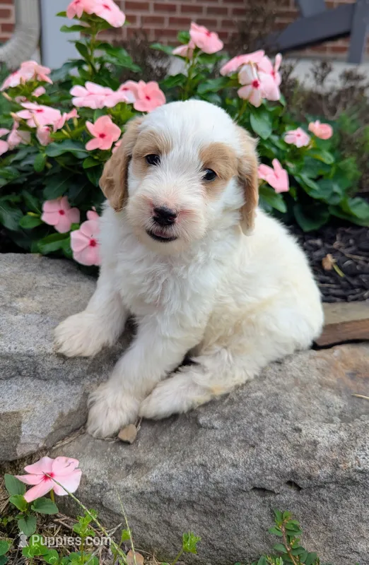 Piper F1B – Miniature Goldendoodle puppy for sale in Oldtown, MD