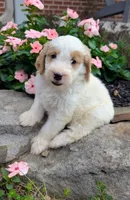 Piper F1B, a female Miniature Goldendoodle for sale in Oldtown, MD – 1 of 7