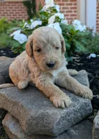 Preston F1B, a male Miniature Goldendoodle for sale in Oldtown, MD – 2 of 6