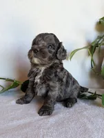 Dixie F1B, a female Cockapoo for sale in Oldtown, MD – 2 of 4