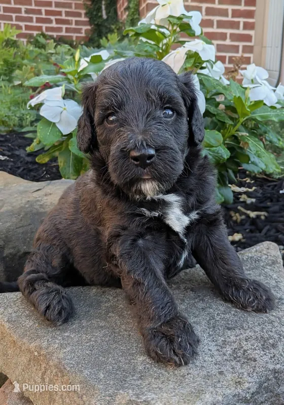 Paisley – Miniature Goldendoodle puppy for sale in Oldtown, MD