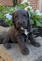 Paisley, a female Miniature Goldendoodle for sale in Oldtown, MD – 1 of 5
