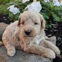 Preston F1B, a male Miniature Goldendoodle for sale in Oldtown, MD – 3 of 6