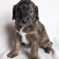 Duke, a male Miniature Goldendoodle for sale in Oldtown, MD – Photo 2 of 4