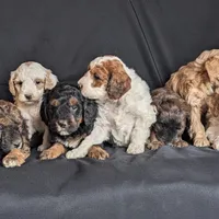 Duke, a male Miniature Goldendoodle for sale in Oldtown, MD – Photo 3 of 4