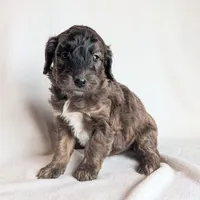 Duke, a male Miniature Goldendoodle for sale in Oldtown, MD – Photo 1 of 4