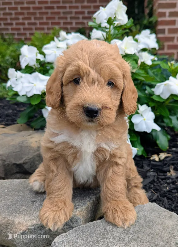 Prince F1B – Miniature Goldendoodle puppy for sale in Oldtown, MD