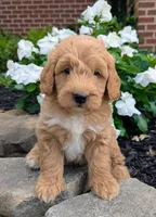 Prince F1B, a male Miniature Goldendoodle for sale in Oldtown, MD – 1 of 7