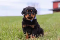 Russel, a male Rottweiler for sale in Millersburg, OH – Photo 6 of 6