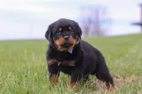 Russel, a male Rottweiler for sale in Millersburg, OH – Photo 2 of 6