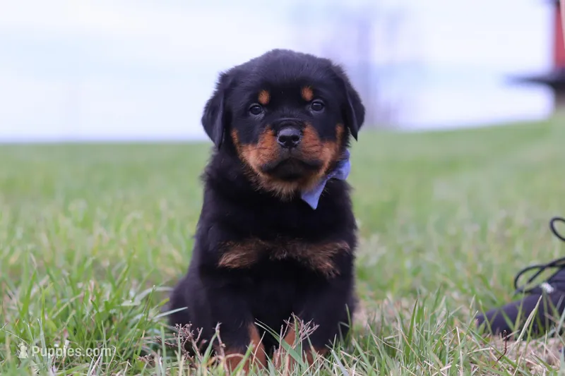 Russel – Rottweiler puppy for sale in Millersburg, OH
