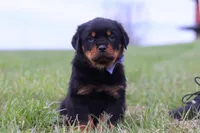 Russel, a male Rottweiler for sale in Millersburg, OH – Photo 1 of 6