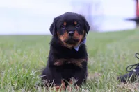 Russel, a male Rottweiler for sale in Millersburg, OH – Photo 4 of 6