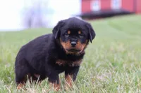 Russel, a male Rottweiler for sale in Millersburg, OH – Photo 5 of 6