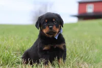 Russel, a male Rottweiler for sale in Millersburg, OH – Photo 3 of 6