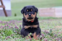 Rex, a male Rottweiler for sale in Millersburg, OH – Photo 3 of 5