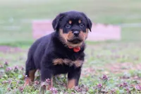 Rex, a male Rottweiler for sale in Millersburg, OH – Photo 4 of 5