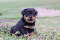 Rex, a male Rottweiler for sale in Millersburg, OH – Photo 5 of 5