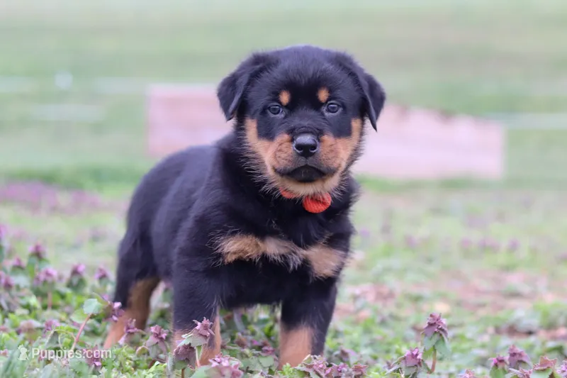 Rex – Rottweiler puppy for sale in Millersburg, OH