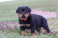 Rex, a male Rottweiler for sale in Millersburg, OH – Photo 2 of 5
