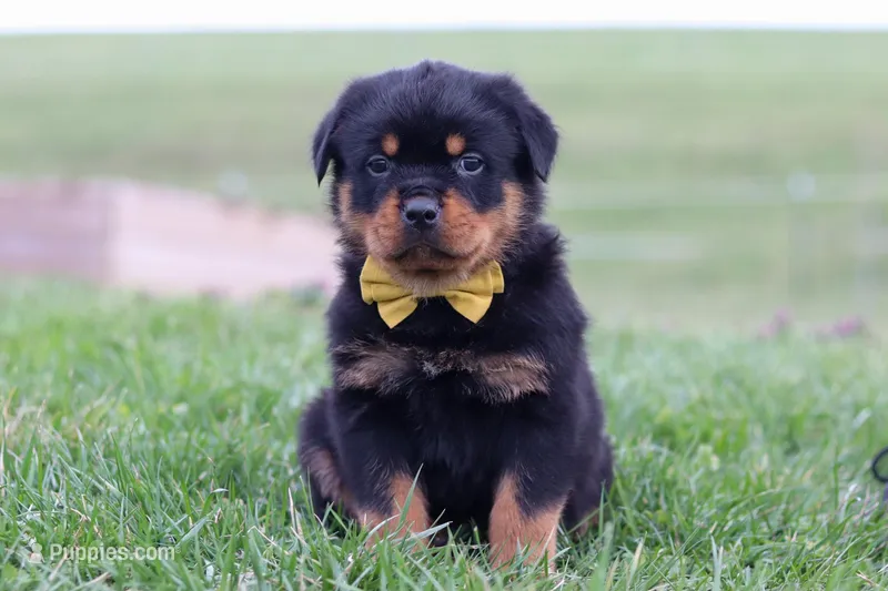 Rambo – Rottweiler puppy for sale in Millersburg, OH