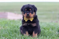 Rambo, a male Rottweiler for sale in Millersburg, OH – Photo 1 of 5