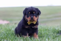 Rambo, a male Rottweiler for sale in Millersburg, OH – Photo 2 of 5